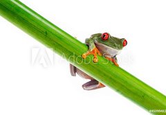 Samolepka flie 145 x 100, 45099482 - Green Frog with red eye. - Zelen ba s ervenm okem.