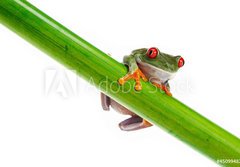 Fototapeta papr 184 x 128, 45099482 - Green Frog with red eye. - Zelen ba s ervenm okem.
