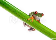 Samolepka flie 200 x 144, 45099482 - Green Frog with red eye. - Zelen ba s ervenm okem.