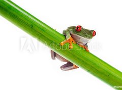 Samolepka flie 270 x 200, 45099482 - Green Frog with red eye. - Zelen ba s ervenm okem.