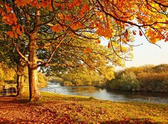 Samolepka flie 270 x 200, 45108931 - Beautiful Autumn in the park