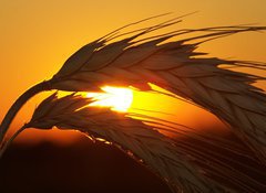 Fototapeta100 x 73  Wheat, 100 x 73 cm