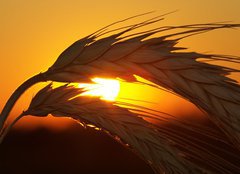 Fototapeta plátno 160 x 116, 4517963 - Wheat - Pšenice