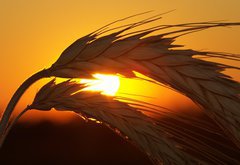 Fototapeta174 x 120  Wheat, 174 x 120 cm