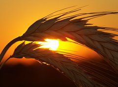 Fototapeta270 x 200  Wheat, 270 x 200 cm