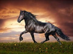 Fototapeta pltno 330 x 244, 45203916 - Black Friesian horse trot