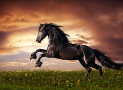 Samolepka flie 100 x 73, 45203930 - Black Friesian horse gallop - ern frsk k cval