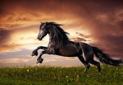 Fototapeta184 x 128  Black Friesian horse gallop, 184 x 128 cm