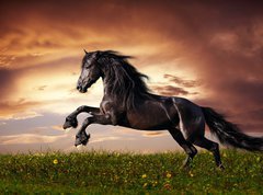 Fototapeta270 x 200  Black Friesian horse gallop, 270 x 200 cm