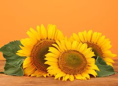 Fototapeta vliesov 100 x 73, 45286200 - sunflowers on yellow background - slunenice na lutm pozad