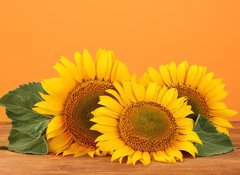 Samolepka fólie 100 x 73, 45286200 - sunflowers on yellow background - slunečnice na žlutém pozadí