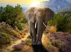 Samolepka flie 100 x 73, 45496510 - Elephant walking on the road at sunset - Slon krejc po silnici pi zpadu slunce