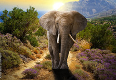 Fototapeta pltno 174 x 120, 45496510 - Elephant walking on the road at sunset