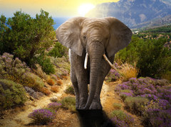 Fototapeta vliesov 270 x 200, 45496510 - Elephant walking on the road at sunset - Slon krejc po silnici pi zpadu slunce