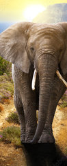 Samolepka na dvee flie 90 x 220, 45496510 - Elephant walking on the road at sunset