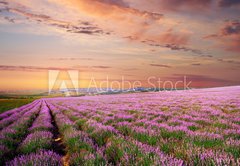 Fototapeta vliesov 145 x 100, 45630715 - Meadow of lavender