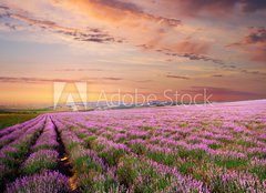 Fototapeta160 x 116  Meadow of lavender, 160 x 116 cm