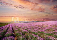 Fototapeta papr 184 x 128, 45630715 - Meadow of lavender