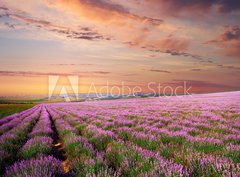 Fototapeta360 x 266  Meadow of lavender, 360 x 266 cm