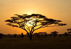 Fototapeta vliesov 145 x 100, 45762183 - Rising Sun shinning through an Acacia Tree in Serengeti
