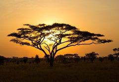 Fototapeta papr 184 x 128, 45762183 - Rising Sun shinning through an Acacia Tree in Serengeti