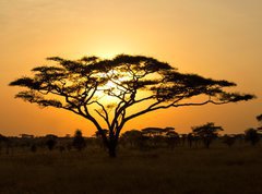 Fototapeta vliesov 270 x 200, 45762183 - Rising Sun shinning through an Acacia Tree in Serengeti