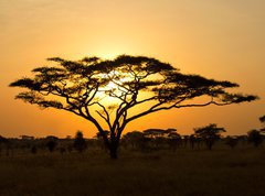 Samolepka flie 270 x 200, 45762183 - Rising Sun shinning through an Acacia Tree in Serengeti