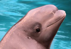 Fototapeta184 x 128  Beluga whale, 184 x 128 cm