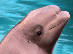 Fototapeta330 x 244  Beluga whale, 330 x 244 cm
