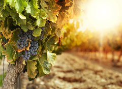 Samolepka flie 100 x 73  Vineyards at sunset, 100 x 73 cm