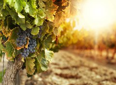 Fototapeta100 x 73  Vineyards at sunset, 100 x 73 cm