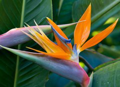 Samolepka flie 100 x 73, 4597308 - Bird of paradise - Rajsk ptk