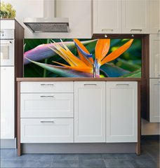 Fototapeta do kuchyn flie 180 x 60, 4597308 - Bird of paradise