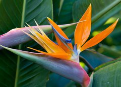 Samolepka flie 200 x 144  Bird of paradise, 200 x 144 cm