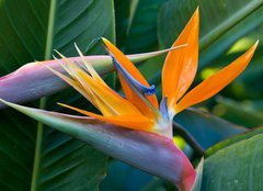 Fototapeta pltno 240 x 174, 4597308 - Bird of paradise