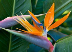 Fototapeta254 x 184  Bird of paradise, 254 x 184 cm