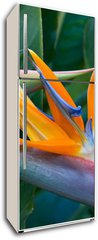 Samolepka na lednici fólie 80 x 200, 4597308 - Bird of paradise - Rajský pták