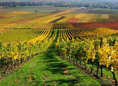 Samolepka flie 100 x 73, 46267041 - Vineyards in autumn colours. The Rhine valley, Germany - Vinice v podzimnch barvch. dol Rna, Nmecko