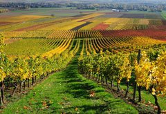Fototapeta174 x 120  Vineyards in autumn colours. The Rhine valley, Germany, 174 x 120 cm