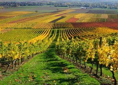 Samolepka flie 200 x 144, 46267041 - Vineyards in autumn colours. The Rhine valley, Germany - Vinice v podzimnch barvch. dol Rna, Nmecko