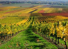 Fototapeta254 x 184  Vineyards in autumn colours. The Rhine valley, Germany, 254 x 184 cm