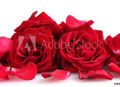 Samolepka flie 100 x 73, 46400536 - beautiful red roses and petals isolated on white - krsn erven re a okvtn lstky izolovanch na blm