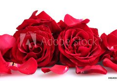 Fototapeta vliesov 145 x 100, 46400536 - beautiful red roses and petals isolated on white