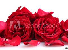 Fototapeta pltno 330 x 244, 46400536 - beautiful red roses and petals isolated on white
