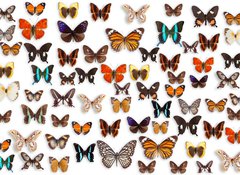 Samolepka flie 100 x 73, 46470295 - butterflies - motly