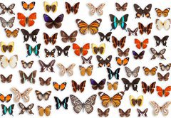 Samolepka flie 145 x 100, 46470295 - butterflies - motly