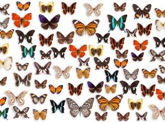 Fototapeta270 x 200  butterflies, 270 x 200 cm