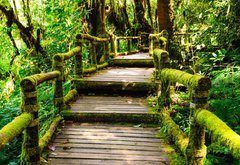 Samolepka flie 145 x 100, 46782463 - Wood walkway - Devn chodnk