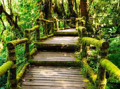 Samolepka flie 270 x 200, 46782463 - Wood walkway - Devn chodnk