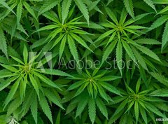 Fototapeta papr 360 x 266, 46939324 - Marijuana